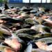 Período de defeso do tambaqui, iniciado em outubro, termina no Amazonas nesta terça-feira