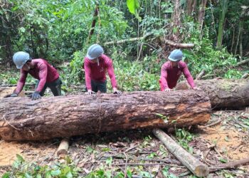 Obras da base operacional do Parque Estadual das Árvores Gigantes da Amazônia avançam e fortalecem gestão ambiental - FAS