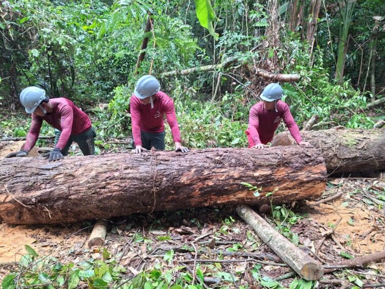 Obras da base operacional do Parque Estadual das Árvores Gigantes da Amazônia avançam e fortalecem gestão ambiental - FAS