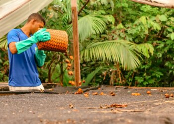 Edital de Apoio a Coletivos da Sociobioeconomia divulga resultado final com cinco iniciativas selecionadas na Amazônia Legal - FAS